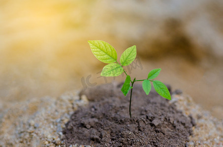 干旱土壤树苗自然保护预防全球变暖
