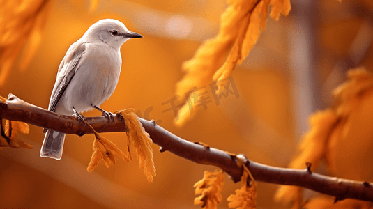 白天棕色树枝上的白色小鸟
