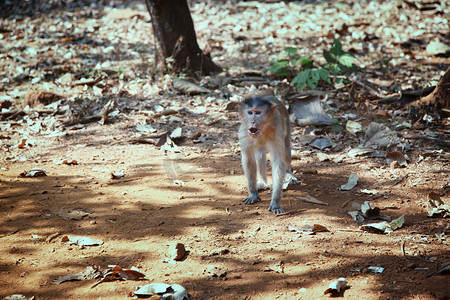印度丛林中的野猴
