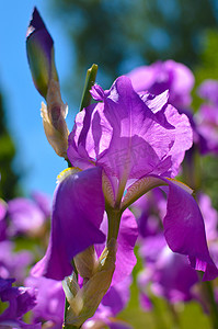 紫蓝色摄影照片_野鸢尾的紫蓝色花，覆盖着夏雨，绿色背景