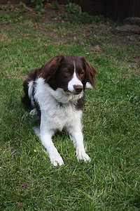 可爱的红色和白色西班牙猎犬牧羊犬杂交宠物工作犬