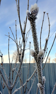 有霜的树枝摄影照片_有芽的树枝上覆盖着霜特写