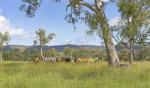 有桉树和奶牛的澳大利亚风景