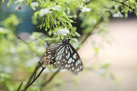 蝴蝶飞在早晨的大自然中