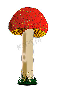 孤立的红蘑菇