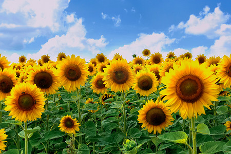 一幅美丽的田野图画，亮黄色的深色向日葵，绿叶映衬着蓝天，稀有的云彩。