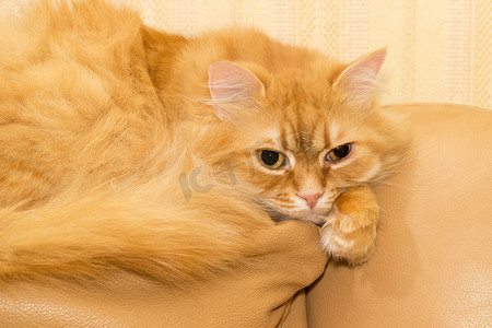 黄色皮沙发上的红猫