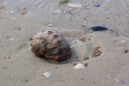 大贝壳摄影照片_在沿海沙子的大贝壳，沙滩海景