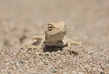 沙漠蜥蜴摄影照片_埃及沙漠蜥蜴蜥蜴在严酷的干旱环境中