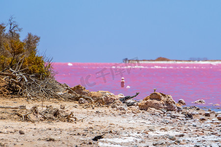 西澳大利亚格雷戈里旁边粉红湖海滩上的枯木和盐晶