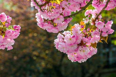 樱花树枝的粉红色花朵