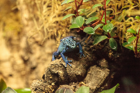 蓝色铁皮摄影照片_蓝色箭毒蛙 Dendrobates dyector azureus