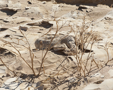 在沙子的埃及沙漠毒蛇蛇