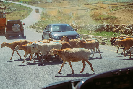 羊群过马路。