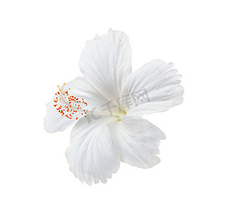国潮白花摄影照片_孤立在白色背景上的白花