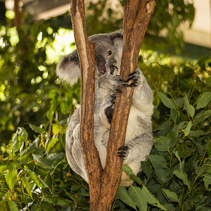 澳大利亚考拉摄影照片_可爱的澳大利亚考拉白天休息。