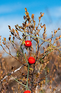 德克萨斯州大弯国家公园的红色圆种子，沙漠植物