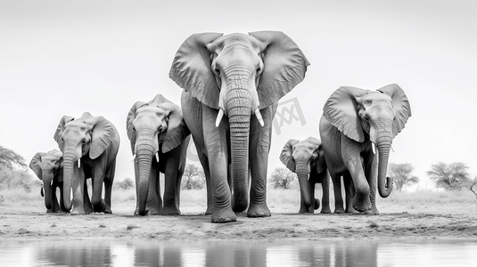 大象喝水摄影照片_大象喝水的灰度照片