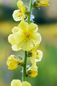 黄色毛蕊花 Blattaria 花