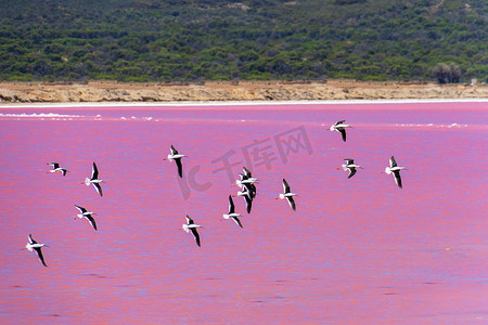 西澳大利亚粉红湖成群的黑翅长脚鸟