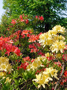 花美妙的红色和黄色开花的瓣有绿色叶子的以高大的树为背景