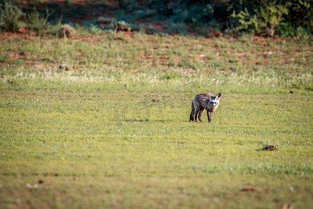沙漠狐摄影照片_蝙蝠耳狐在草丛中行走。