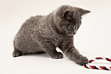 灰色小猫玩孤立的粉红色线索