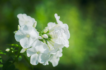 白色福禄考花关闭。