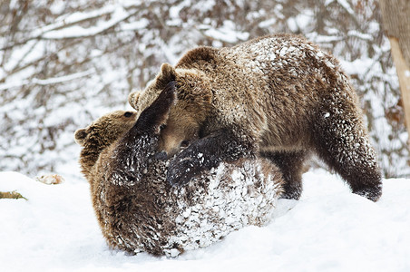 小熊在雪地里玩耍
