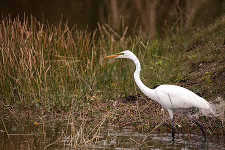 湖区公园沼泽中的大白鹭 Ardea alba