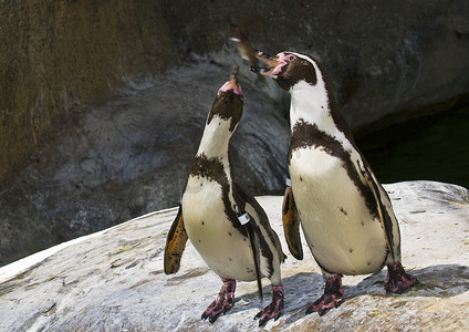 企鹅吃摄影照片_企鹅在动物园喂食