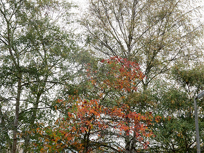 美丽的秋天树红绿光秃的特写