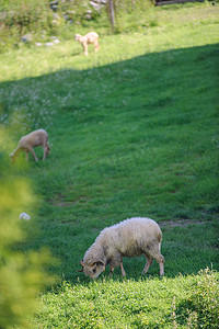 小草阳光摄影照片_绿色草地上的小羊群