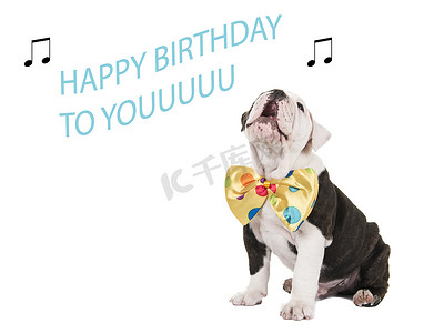 可爱的英国斗牛犬小狗坐在白色背景中为你唱生日快乐歌
