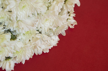 喜庆红色背景摄影照片_红色背景上的白色菊花。