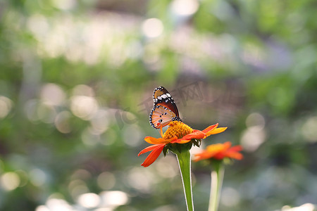 蝴蝶飞在早晨的大自然中
