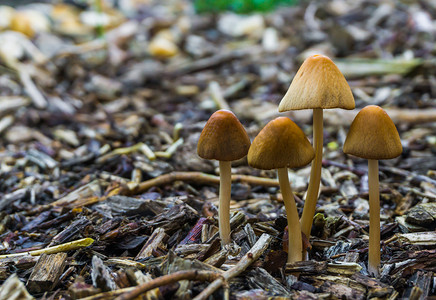 黄色秋季背景摄影照片_森林自然秋季背景中生长的一组钟形帽白帽蘑菇