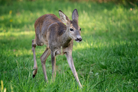 漂亮的鹿摄影照片_在草丛中奔跑的鹿，狍属狍属。