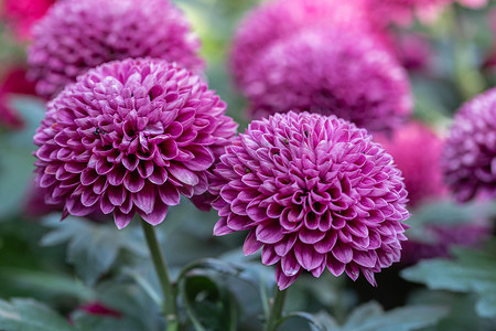 春日花摄影照片_绒球菊花在阳光明媚的夏日或春日在花园里开花