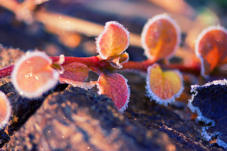 冬天有白霜的冷冻植物