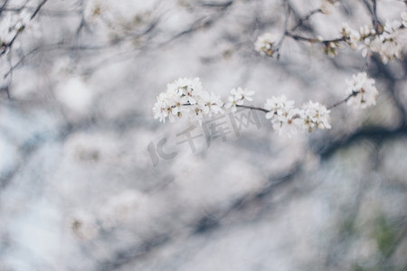 春天开花的树关闭了白花芽生长的叶子树枝自然的复兴