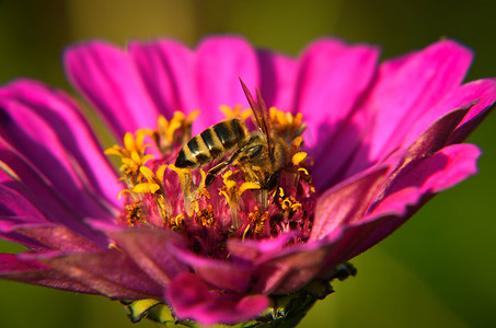 女装紫色摄影照片_蜜蜂在装饰性花园花上采集花粉的宏观