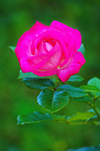 一朵精致的玫瑰花，有明亮的花瓣和绿色的叶子，还有一根带刺的细茎。
