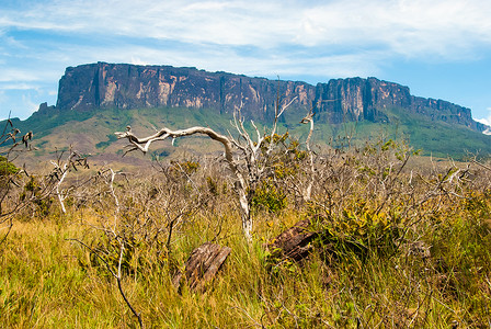 Roraima Tepui, 大萨巴纳, 委内瑞拉