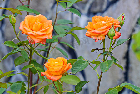 一丛灌木，三朵盛开的鲜橙色玫瑰和尚未开花的花蕾