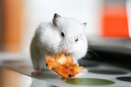吃苹果的逗人喜爱的滑稽的白色仓鼠