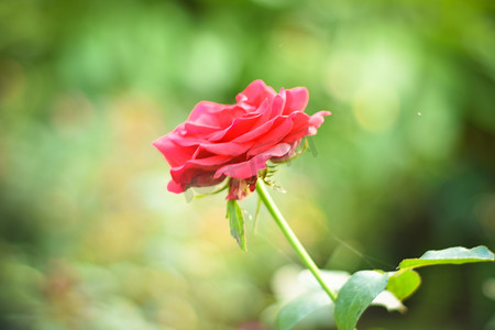一枝玫瑰玫瑰摄影照片_关闭在绿色分支的美丽的一朵红色玫瑰。