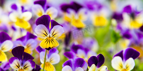 一群花朵摄影照片_一群多年生黄紫罗兰紫罗兰，被称为有角的三色堇或有角的紫罗兰