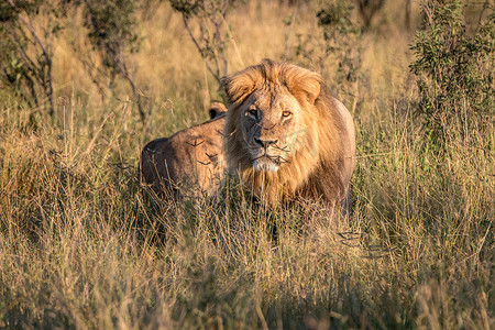 自信逐梦向新而行摄影照片_两只狮子在草丛中结伴而行。