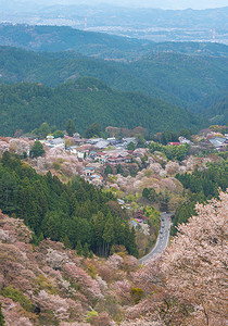 日本奈良吉野山的樱花春景。